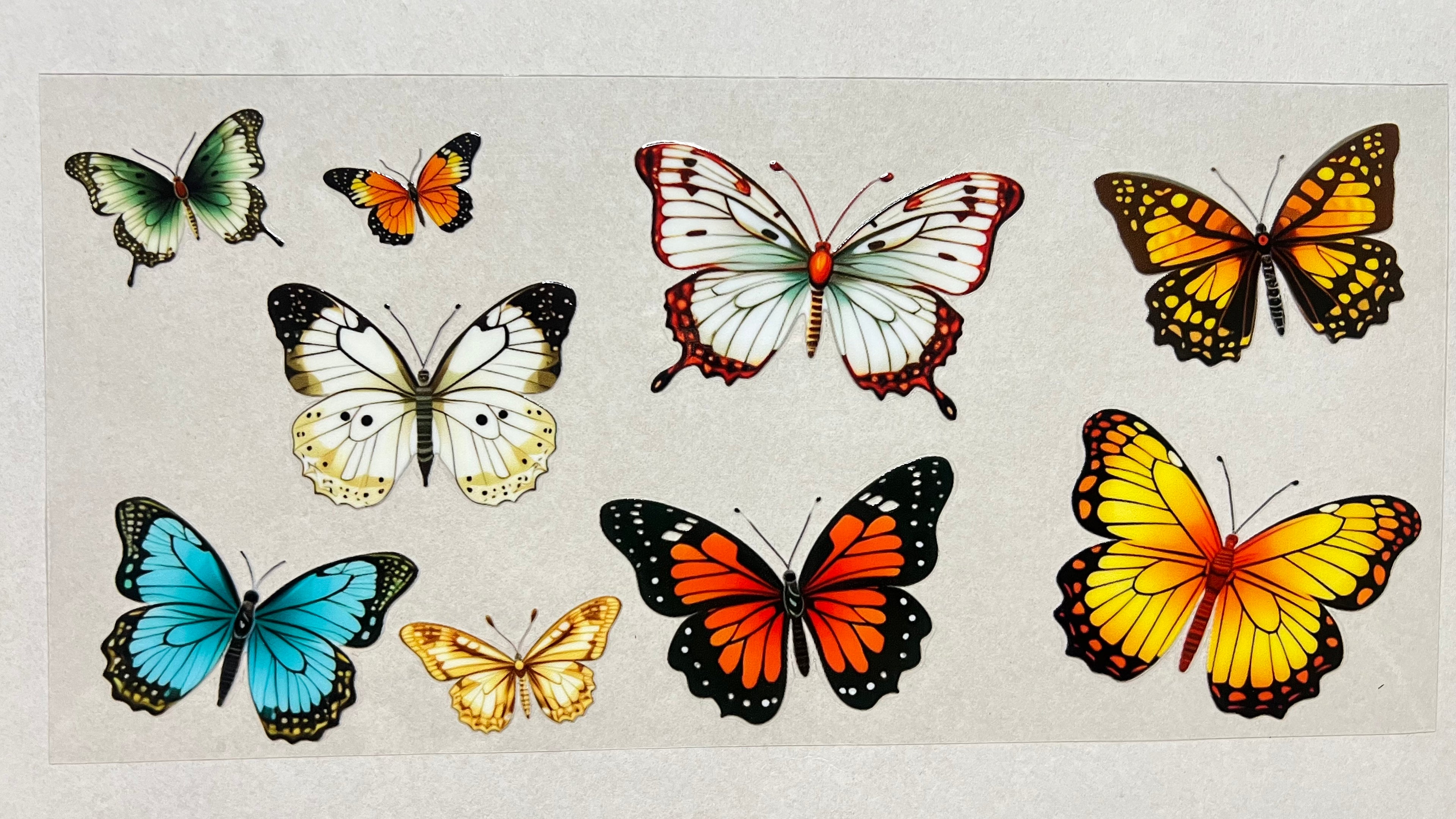 Butterflies - Species